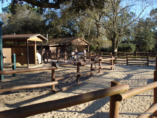 Pony Rides